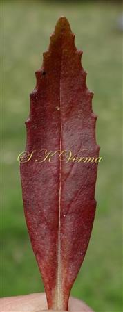  Leaf